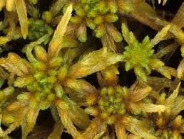 Attēlu rezultāti vaicājumam “Sphagnum riparium”