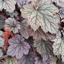 Image result for Heuchera Metallica