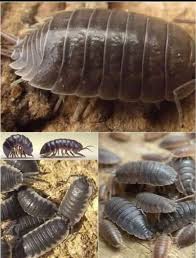 Attēlu rezultāti vaicājumam “Pantilius tunicatus imago”