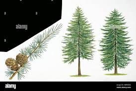 Attēlu rezultāti vaicājumam “Larix kaempferi leaf”