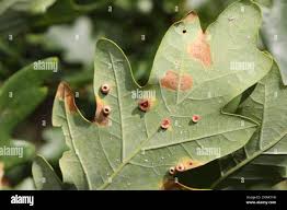 Attēlu rezultāti vaicājumam “Neuroterus albipes”