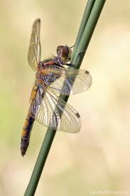 Attēlu rezultāti vaicājumam “Leucorrhinia rubicunda”