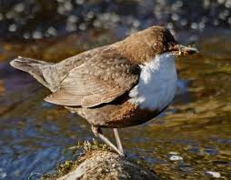 Attēlu rezultāti vaicājumam “Cinclus cinclus”