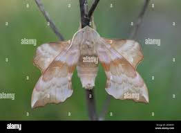 Attēlu rezultāti vaicājumam “Laothoe amurensis”