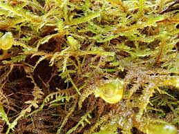 Attēlu rezultāti vaicājumam “Neckera”