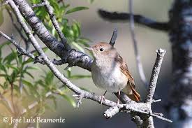 Image result for Cettia cetti