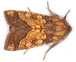 Attēlu rezultāti vaicājumam “Gortyna flavago”