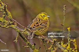 Attēlu rezultāti vaicājumam “Emberiza citrinella”