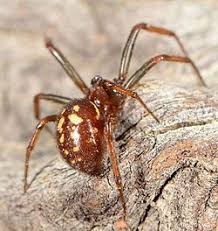 Attēlu rezultāti vaicājumam “Steatoda grossa female”