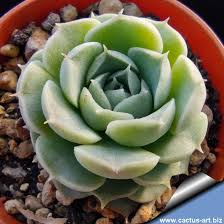 Attēlu rezultāti vaicājumam “Hyaloscypha hyalina”