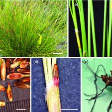Attēlu rezultāti vaicājumam “Schoenus ferrugineus bud”