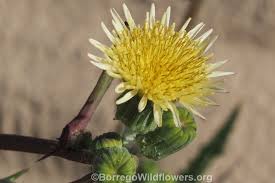 Attēlu rezultāti vaicājumam “Sonchus oleraceus bud”