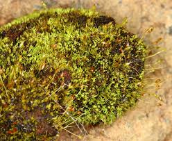 Attēlu rezultāti vaicājumam “Blasia pusilla sporophyte”