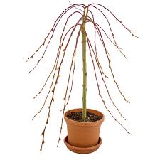 Attēlu rezultāti vaicājumam “Salix caprea”