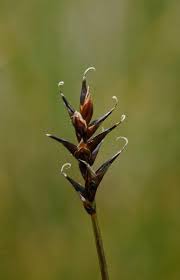 Attēlu rezultāti vaicājumam “Carex dioica”