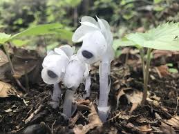 Image result for ギンリョウソウ