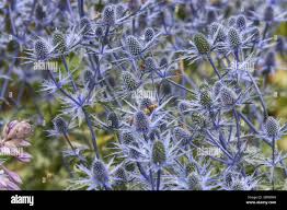 Image result for Edeldistel