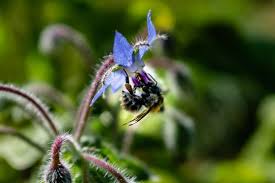 Attēlu rezultāti vaicājumam “Borago officinalis flower”