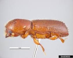 Attēlu rezultāti vaicājumam “Barbeyella minutissima macro”