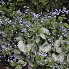 Image result for Brunnera `Jack Frost`
