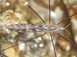 Attēlu rezultāti vaicājumam “Limoniidae”