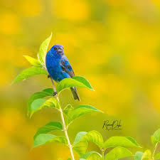 Image result for Passerina cyanea