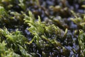 Attēlu rezultāti vaicājumam “Warnstorfia exannulata”