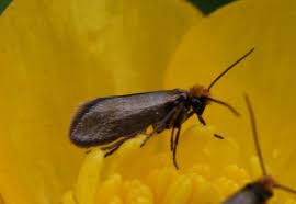 Attēlu rezultāti vaicājumam “Micropterix aureatella”