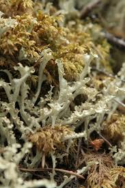 Attēlu rezultāti vaicājumam “Cetraria sepincola”