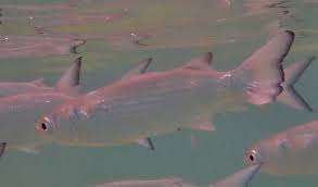 Image result for Mugil curema