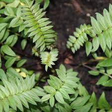 Attēlu rezultāti vaicājumam “Polemonium caeruleum leaf”