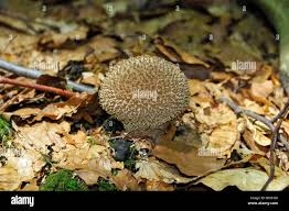 Attēlu rezultāti vaicājumam “Lycoperdon echinatum”