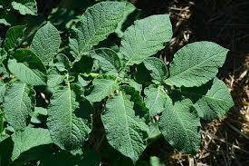 Attēlu rezultāti vaicājumam “Solanum tuberosum leaf”