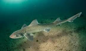 Image result for Mustelus mustelus