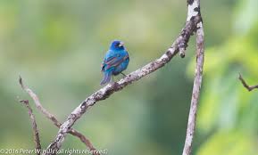 Image result for Passerina cyanea