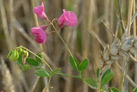 Attēlu rezultāti vaicājumam “Lathyrus tuberosus”