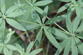 Attēlu rezultāti vaicājumam “Galium schultesii leaf”
