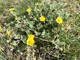 Attēlu rezultāti vaicājumam “Potentilla arenaria flower”