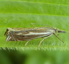 Attēlu rezultāti vaicājumam “Crambus”