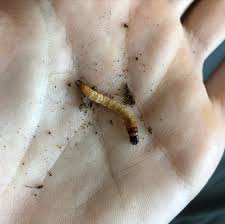 Attēlu rezultāti vaicājumam “Pyrochroidae larva”