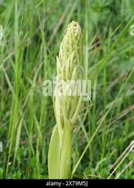 Attēlu rezultāti vaicājumam “Gymnadenia conopsea bud”