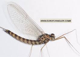 Attēlu rezultāti vaicājumam “Siphlonurus male”