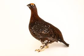 Image result for Lagopus lagopus