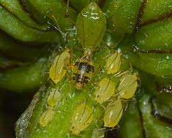 Attēlu rezultāti vaicājumam “Thecabius affinis nymph”