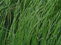 Attēlu rezultāti vaicājumam “Glyceria fluitans”