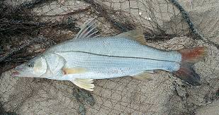 Image result for Centropomus parallelus