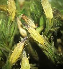 Attēlu rezultāti vaicājumam “Orthotrichum anomalum sporophyte”