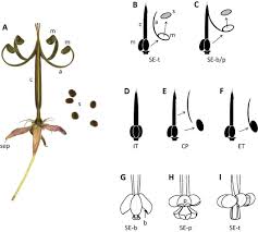 Attēlu rezultāti vaicājumam “Geranium bohemicum fruit”