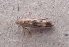 Attēlu rezultāti vaicājumam “Scythris limbella”