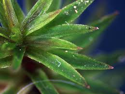 Attēlu rezultāti vaicājumam “Pogonatum dentatum”